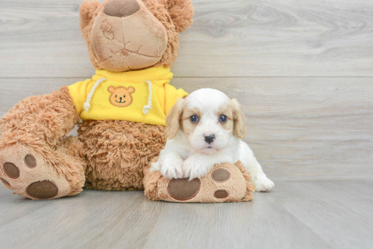 Best Cavachon Baby