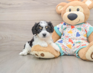 6 week old Cavachon Puppy For Sale - Simply Southern Pups