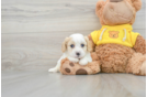 Cavachon Puppy for Adoption