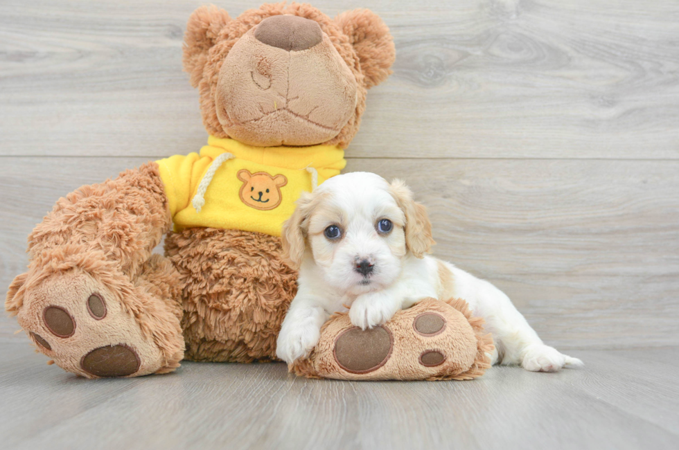 6 week old Cavachon Puppy For Sale - Simply Southern Pups