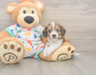 6 week old Cavachon Puppy For Sale - Simply Southern Pups