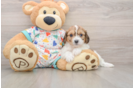 Cavachon Puppy for Adoption