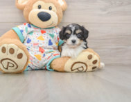 5 week old Cavachon Puppy For Sale - Simply Southern Pups