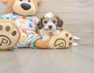 6 week old Cavachon Puppy For Sale - Simply Southern Pups