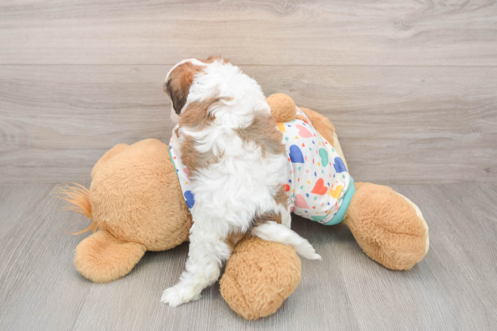 Cavachon Pup Being Cute