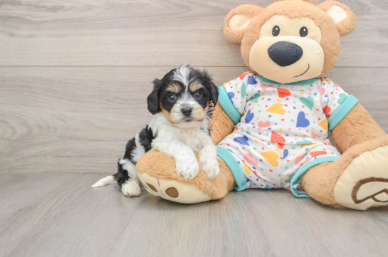 Cavachon Pup Being Cute