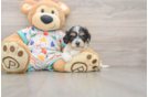 Cute Cavachon Baby