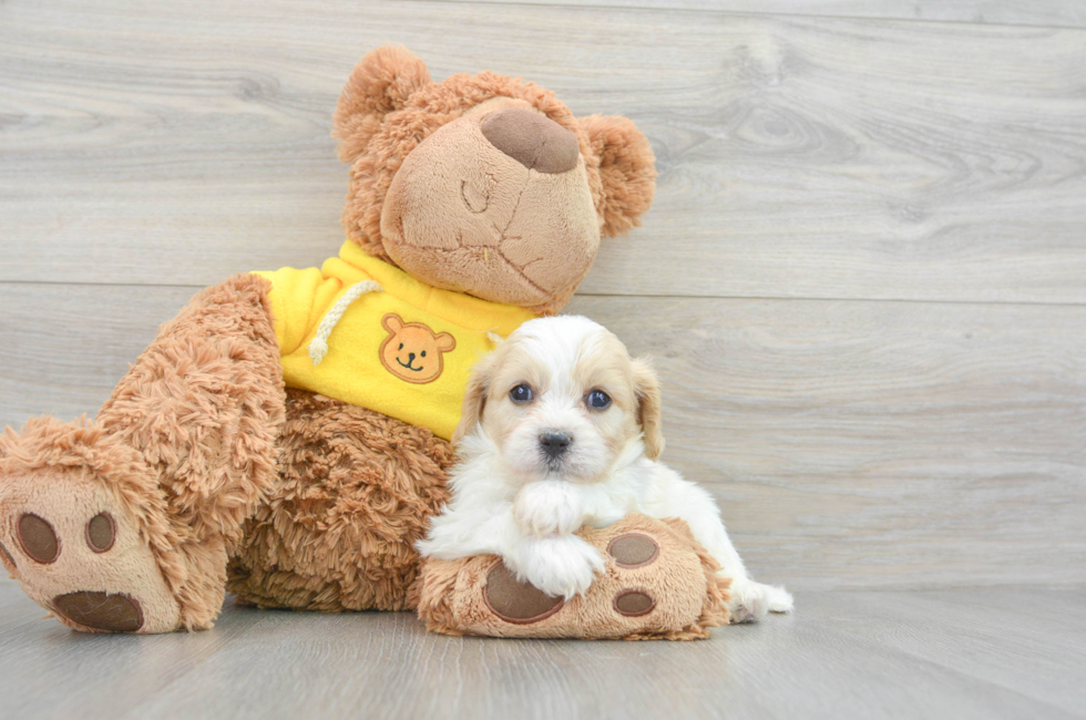 6 week old Cavachon Puppy For Sale - Simply Southern Pups