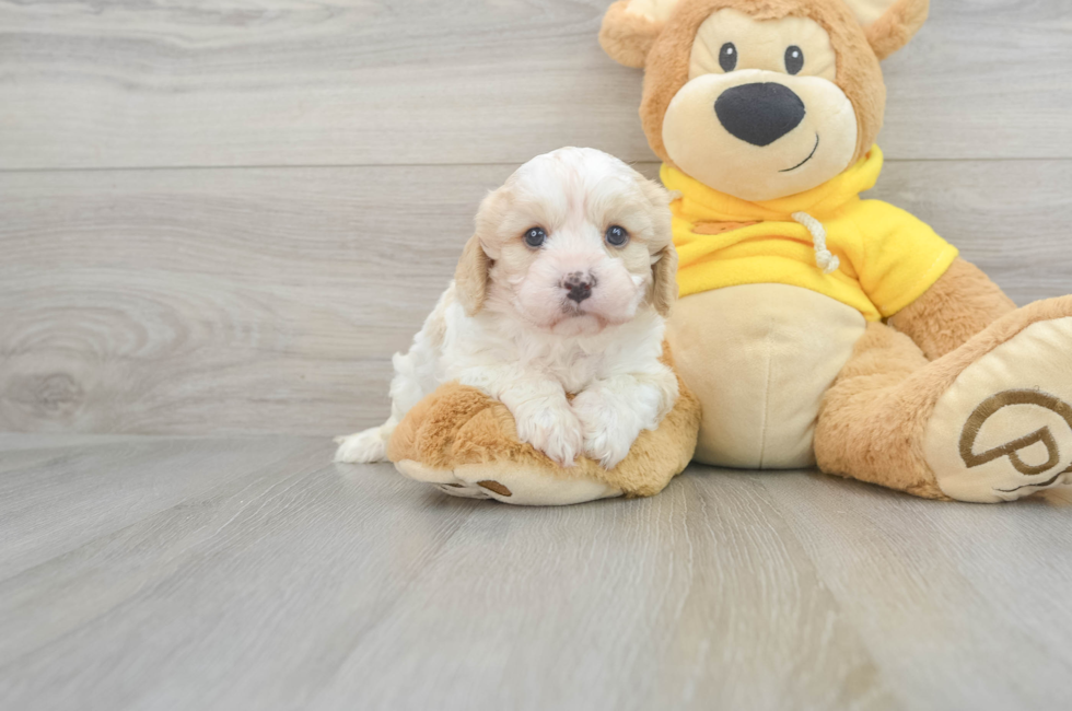 5 week old Cavachon Puppy For Sale - Simply Southern Pups