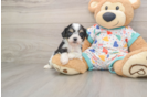 Best Cavachon Baby