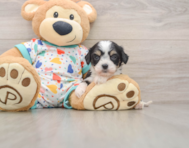 7 week old Cavachon Puppy For Sale - Simply Southern Pups