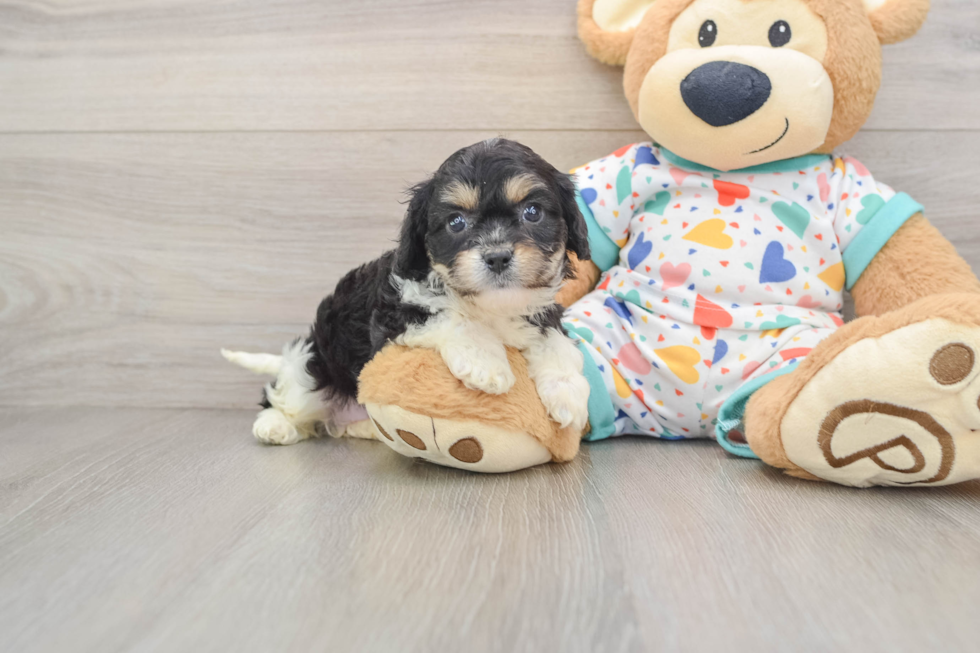 Cavachon Puppy for Adoption