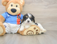 6 week old Cavachon Puppy For Sale - Simply Southern Pups