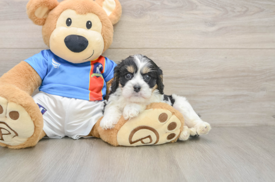 Little Cavalier Bichon Designer Puppy