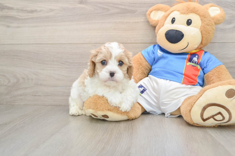 Cavachon Pup Being Cute