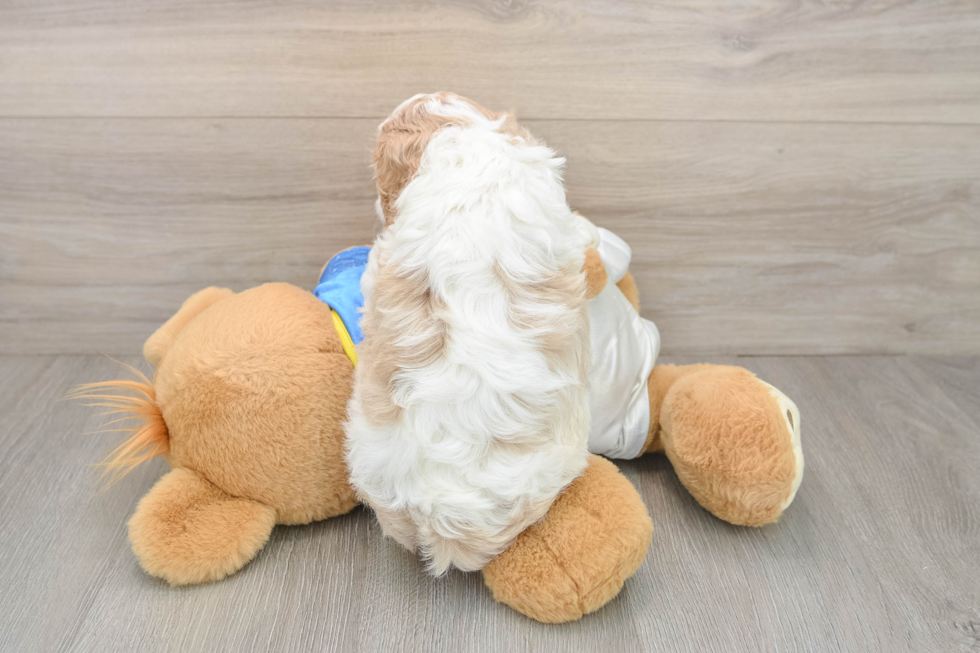 Cavachon Puppy for Adoption