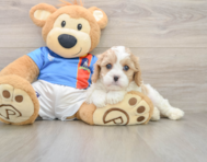 6 week old Cavachon Puppy For Sale - Simply Southern Pups