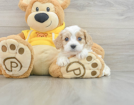 5 week old Cavachon Puppy For Sale - Simply Southern Pups