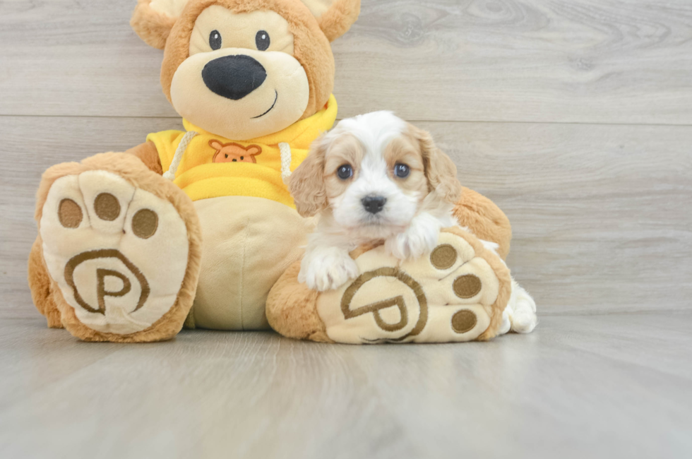 5 week old Cavachon Puppy For Sale - Simply Southern Pups