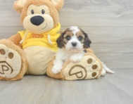 5 week old Cavachon Puppy For Sale - Simply Southern Pups