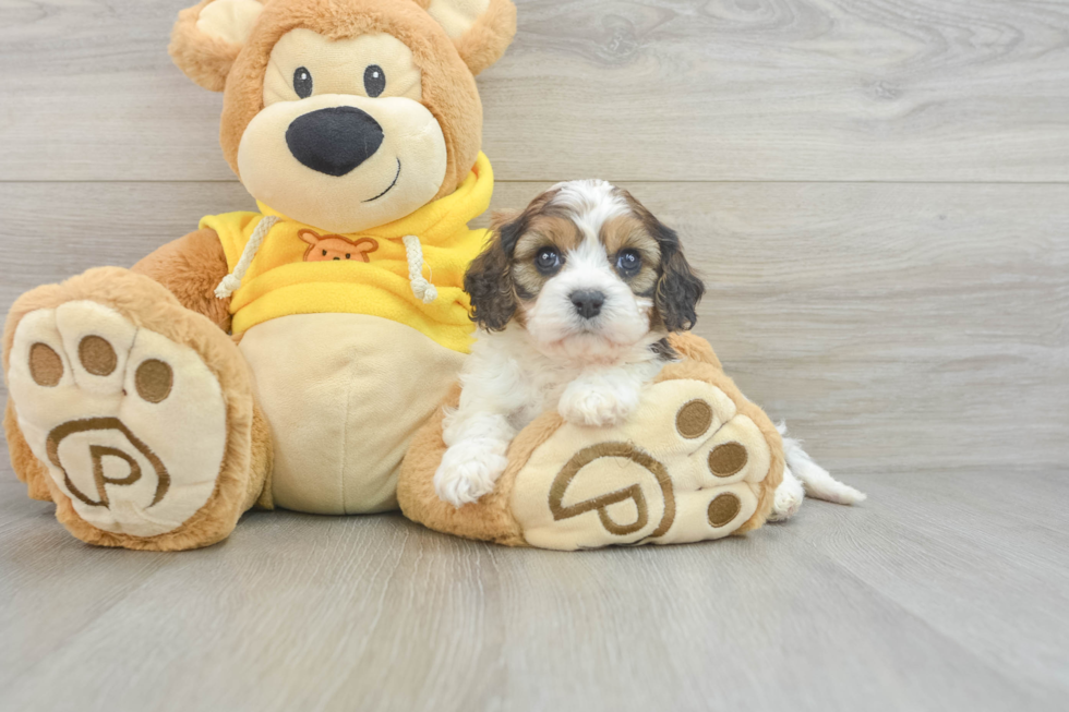 Cavachon Pup Being Cute