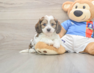 5 week old Cavachon Puppy For Sale - Simply Southern Pups
