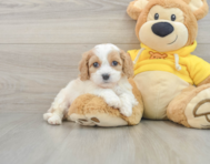 5 week old Cavachon Puppy For Sale - Simply Southern Pups