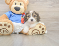5 week old Cavachon Puppy For Sale - Simply Southern Pups