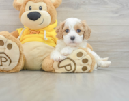 6 week old Cavachon Puppy For Sale - Simply Southern Pups