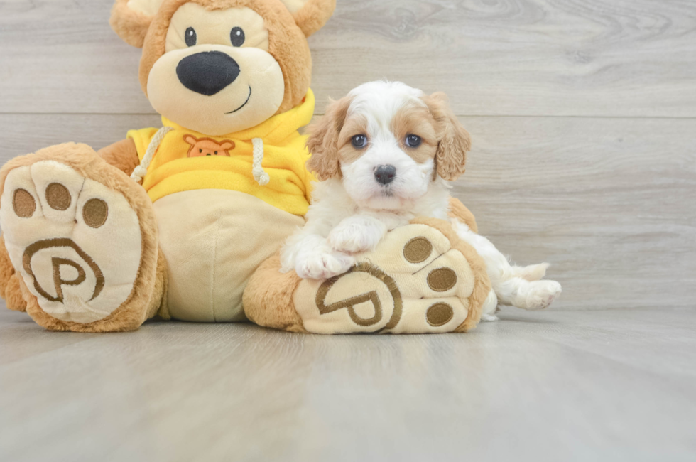 5 week old Cavachon Puppy For Sale - Simply Southern Pups