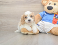 5 week old Cavachon Puppy For Sale - Simply Southern Pups
