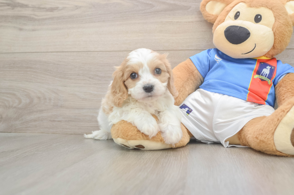 5 week old Cavachon Puppy For Sale - Simply Southern Pups