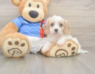 5 week old Cavachon Puppy For Sale - Simply Southern Pups