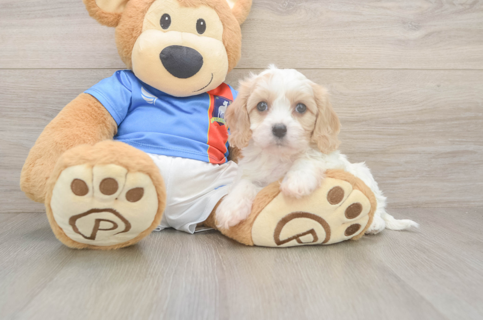 5 week old Cavachon Puppy For Sale - Simply Southern Pups