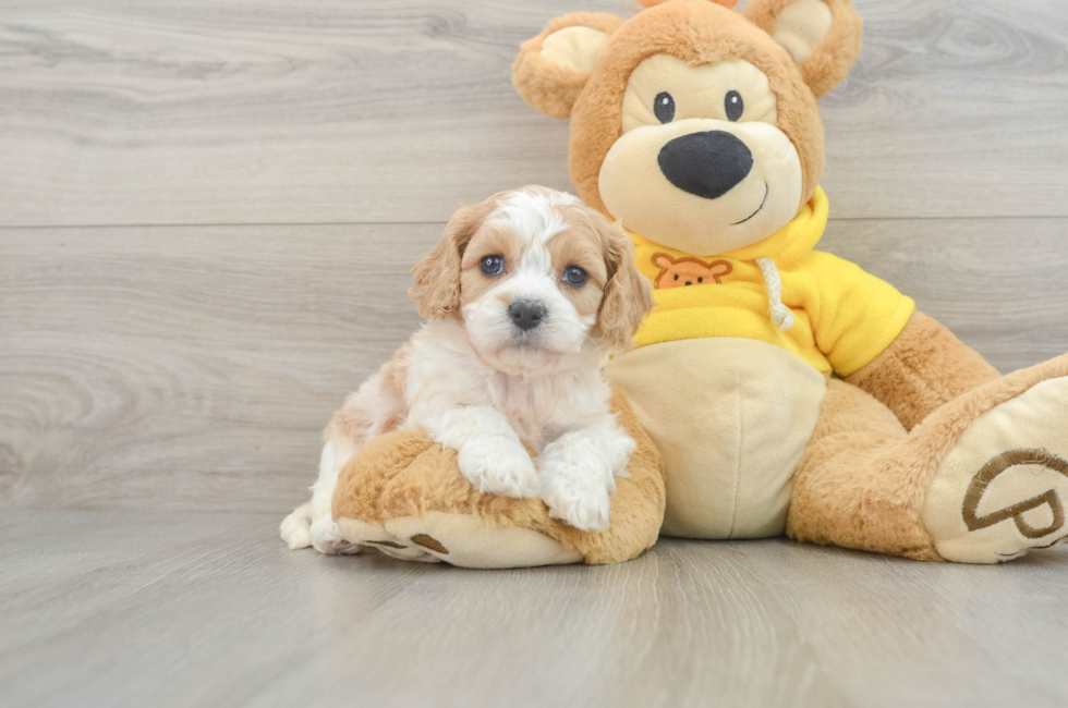 5 week old Cavachon Puppy For Sale - Simply Southern Pups