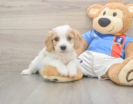 5 week old Cavachon Puppy For Sale - Simply Southern Pups