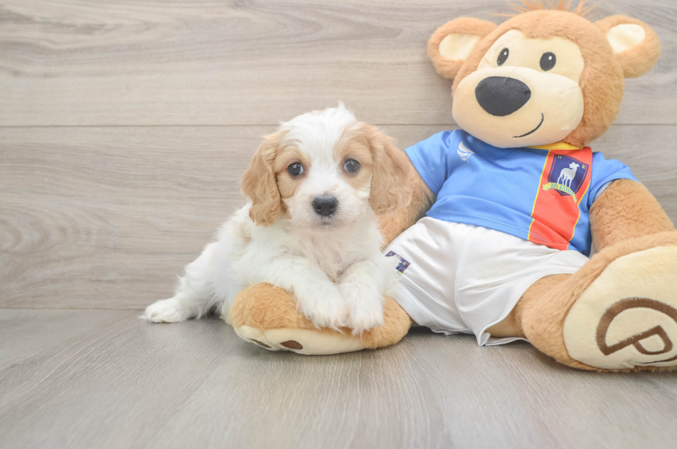 5 week old Cavachon Puppy For Sale - Simply Southern Pups