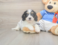 5 week old Cavachon Puppy For Sale - Simply Southern Pups