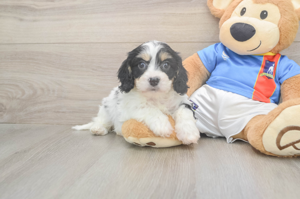 5 week old Cavachon Puppy For Sale - Simply Southern Pups