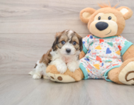 6 week old Cavachon Puppy For Sale - Simply Southern Pups