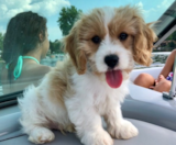 Cavachon Puppies For Sale Simply Southern Pups