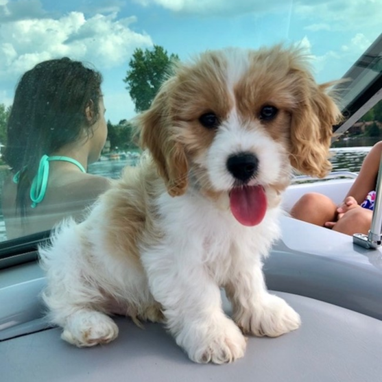 Cavachon Puppies For Sale - Simply Southern Pups