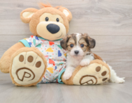 7 week old Cavachon Puppy For Sale - Simply Southern Pups