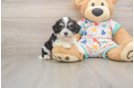Cavachon Pup Being Cute