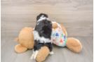 Best Cavachon Baby