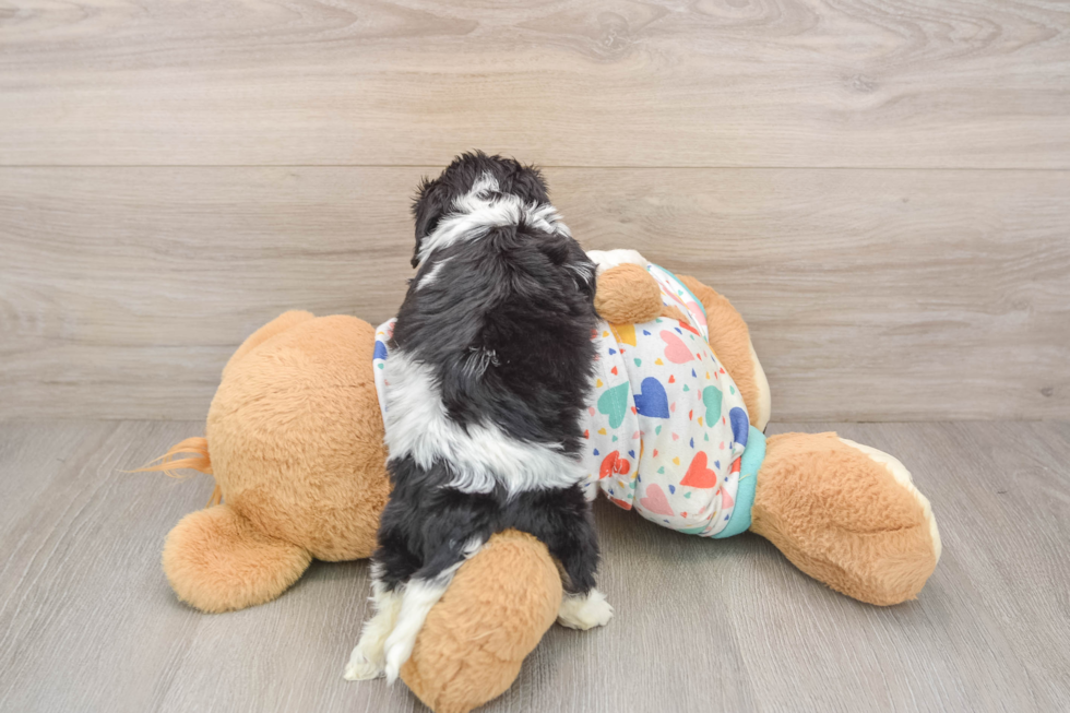 Best Cavachon Baby