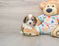 5 week old Cavachon Puppy For Sale - Simply Southern Pups