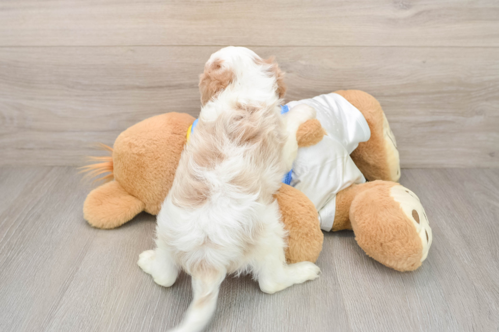 Cavachon Pup Being Cute