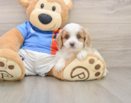 5 week old Cavachon Puppy For Sale - Simply Southern Pups