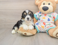6 week old Cavachon Puppy For Sale - Simply Southern Pups